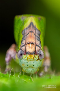 Katydid (Tettigoniidae) - DSC_2861