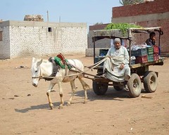 Vendor on his donkey Cart
