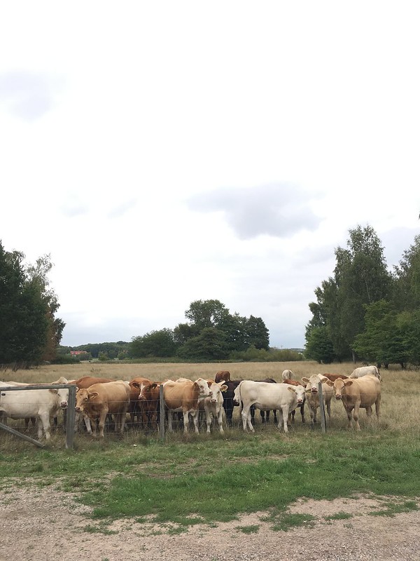 sunday, walking in pålsjö forest, cows, helsingborg