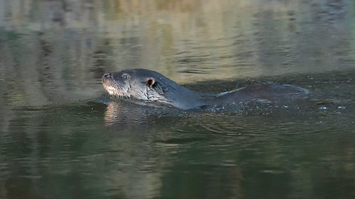 Otter (image 2 of 3)