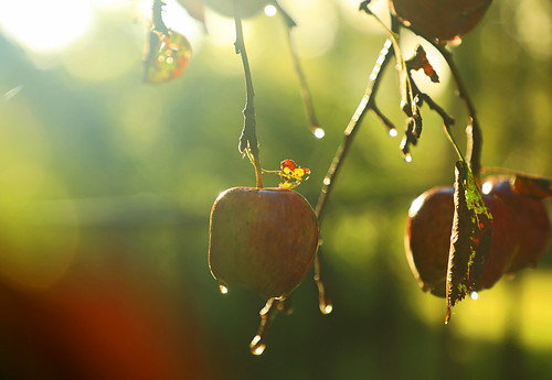 apple fruit harvest orchard home life skaneateles fall autumn rain morning work canon 2018 ny sunlight sunrise
