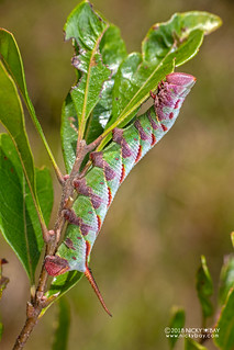 Hawk moth caterpillar (Sphingidae) - DSC_1027