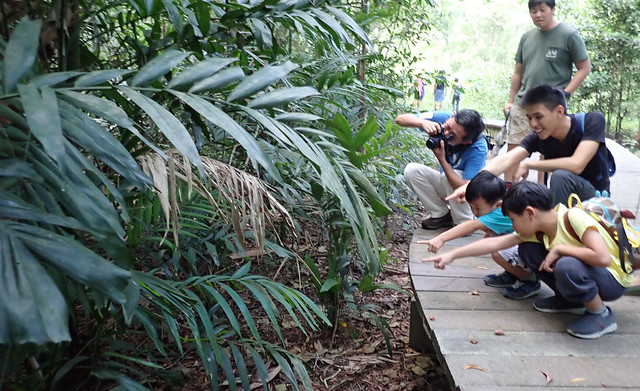 Pasir Ris mangrove boardwalk tour with the Naked Hermit Crabs, Sep 2018