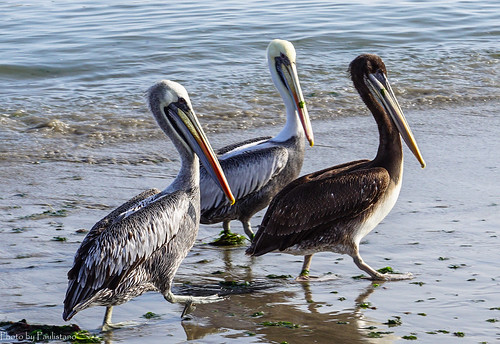 travel peru nature landscape coast water wave ocean pelican birds animals beach