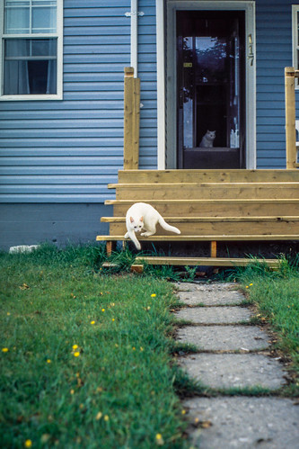 2001 35mm 35mmfilm 35mmformat agfa35mmtransparency august2001 beothuk cabotstrait capespear cats gulfofsaintlawrence irishancestry irishconnection newfoundland newfoundlandirish newfoundlandandlabrador paleoeskimo pentaxk1000 straitofbelleisle talamhanéisc animals architecture buildings city citystreets clapperboardconstruction cloudy colors colourtransparency colourful colours dialect doorway entrance feline film filmcamera filmisnotdead filmlives grass holiday house landscapes misty pets slide slidefilm steppingstones steps streetphotography transparency trip urbanscene vacation whitecats woodensteps éirinn