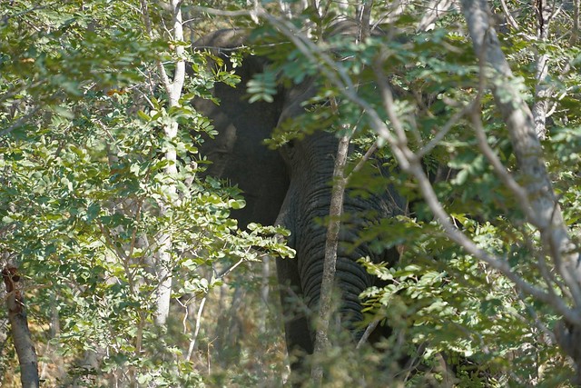 Hwange National Park, territorio salvaje - BOTSWANA, ZIMBABWE Y CATARATAS VICTORIA: Tras la Senda de los Elefantes (25)