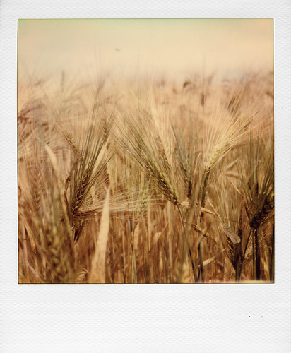 In a wheat field ...