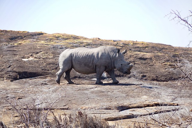 Matobo National Park: kopjes, arte rupestre y rinocerontes - BOTSWANA, ZIMBABWE Y CATARATAS VICTORIA: Tras la Senda de los Elefantes (13)
