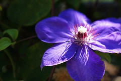 Clematis Glory