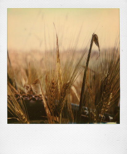 In a wheat field ...