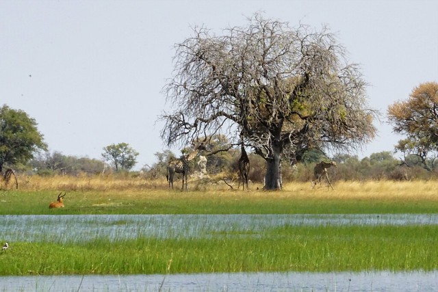 Del Kalahari al delta del Okavango, el corazón de Botswana - BOTSWANA, ZIMBABWE Y CATARATAS VICTORIA: Tras la Senda de los Elefantes (11)