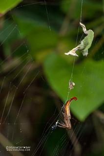 Scorpion-tailed spider (Arachnura sp.) - DSC_9545