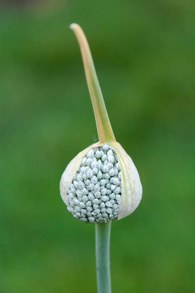 An onion or garlic flower is about to break out of its casing and bloom