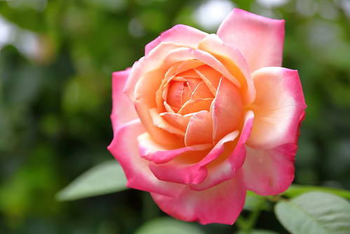 kordesjubilee rose roses flower flowers バラ 岩手県 花巻市 花巻温泉バラ園
