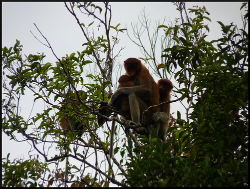 Indonesia en 2 semanas: orangutanes, templos y tradiciones - Blogs de Indonesia - Parque Nacional Tanjung Puting (16)