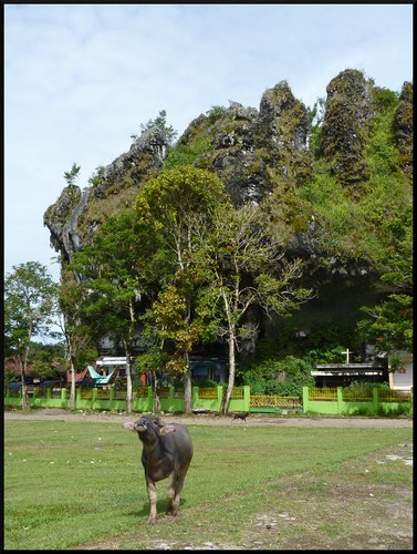 Indonesia en 2 semanas: orangutanes, templos y tradiciones - Blogs de Indonesia - Sulawesi, descubriendo las tradiciones Tana Toraja (19)