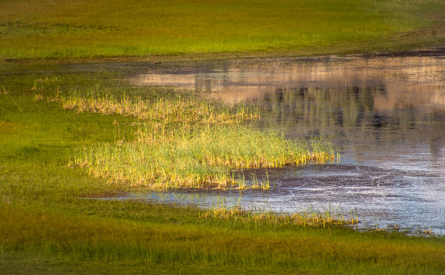 Columbia River wetlands