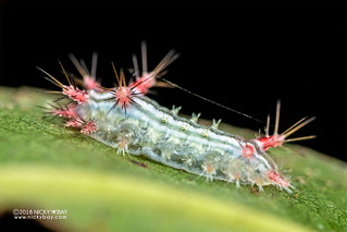 Caterpillar (Limacodidae) - DSC_2671
