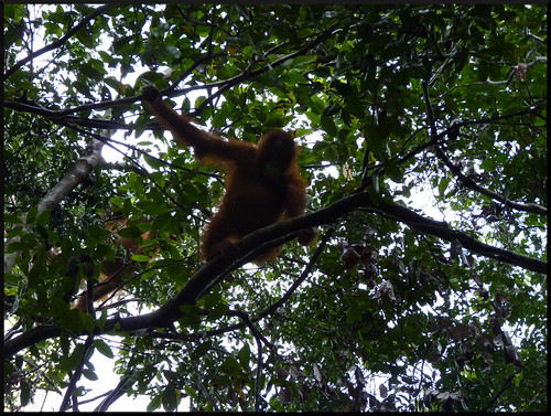 Indonesia en 2 semanas: orangutanes, templos y tradiciones - Blogs de Indonesia - Parque Nacional Tanjung Puting (13)