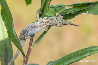 Blade-horned chameleon (Calumma gallus) - DSC_0921