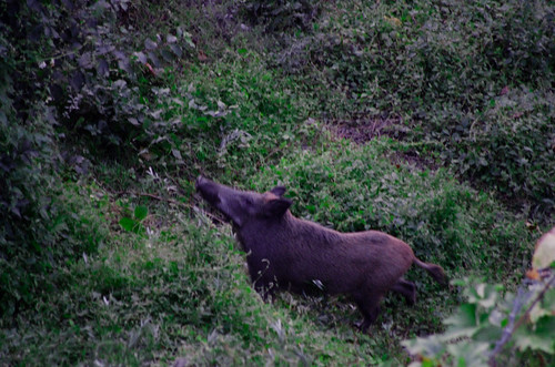 wild pig just before hunting time...