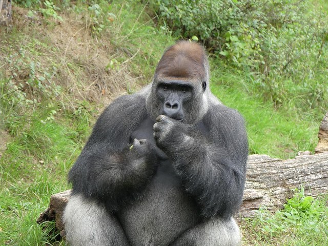 Gorilla, Zoo Givskud