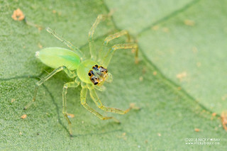 Jumping spider (Pandisus sp.) - DSC_9332