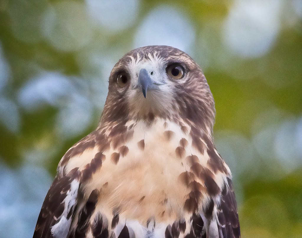 Tompkins Square red-tail fledgling