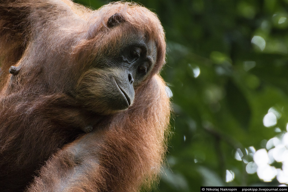 Дамы-орангутаны с Суматры красят губы помадой