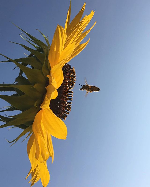 Summ #bee #sunflower #igersaustria #igersvienna #nature #flowers #animals #picoftheday #sun