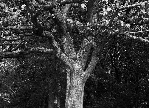oak trees blackandwhite mediumformat ruralnortheast mamiya645e