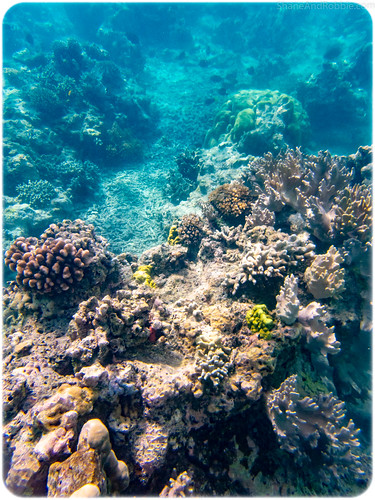 sanmaprovince vanuatu vu santo espiritu ratua island privateisland resort underwater coral fish