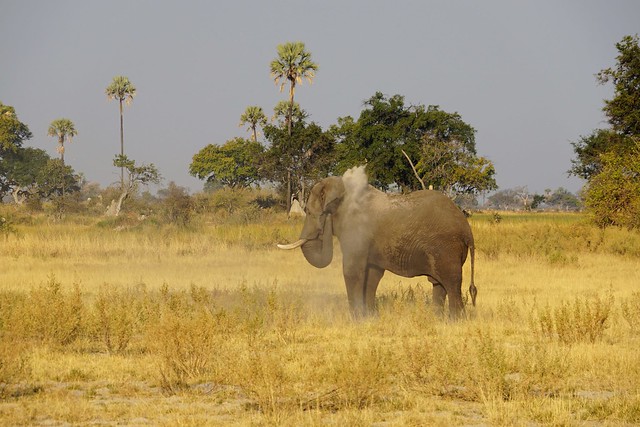 Del Kalahari al delta del Okavango, el corazón de Botswana - BOTSWANA, ZIMBABWE Y CATARATAS VICTORIA: Tras la Senda de los Elefantes (28)