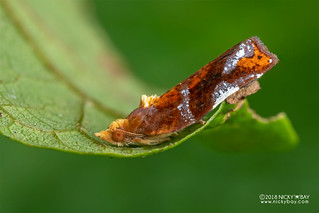 Moth - DSC_2331