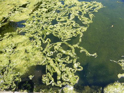 the algae's gone feral