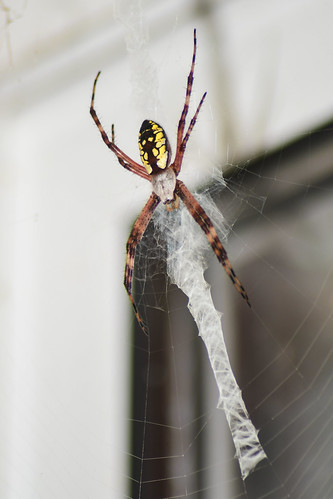 spider arachnisdeathicus spiderweb web colorful ararchnid animal bug blacksburgvirginia blacksburgva blacksburg virginia va nikond500 nikondigital 70300mm nikon d500 digital macro blackandyellowgardenspider argiopeaurantia gardenspider arachnid