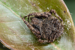 Orb weaver spider (Neoscona sp.) - DSC_8498