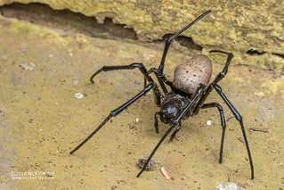 Hermit spider (Nephilingis livida) - DSC_2106