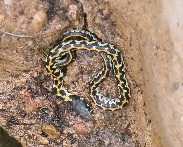 Eastern Blackneck Garter Snake (Thamnophis cyrtopsis ocellatus)
