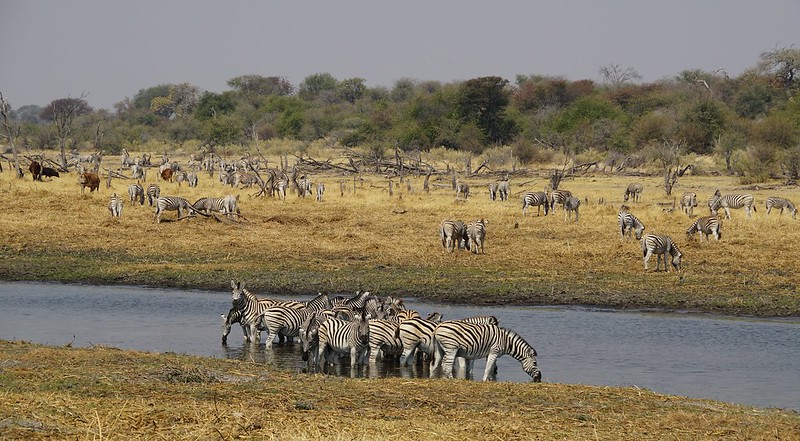 Safari en Makgadikgadi Pans National Park: este año se llevan las rayas - BOTSWANA, ZIMBABWE Y CATARATAS VICTORIA: Tras la Senda de los Elefantes (1)