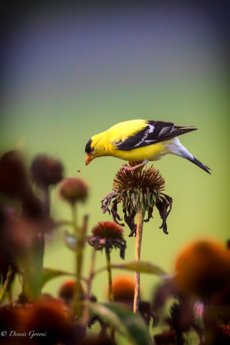 flower meadowlark virginia action background bird goldfinch summer sunrise wildlife vienna unitedstates us