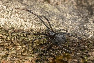 Black widow spider (Latrodectus cf. obscurior) - DSC_1172