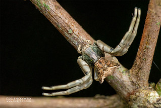 Crab spider (Thomisidae) - DSC_0172