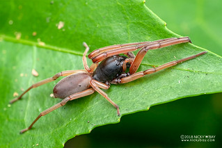 Sac spider (Paccius sp.) - DSC_1939