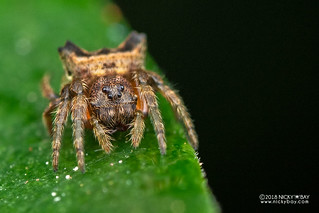 Broad-headed bark spider (Caerostris sp.) - DSC_9719