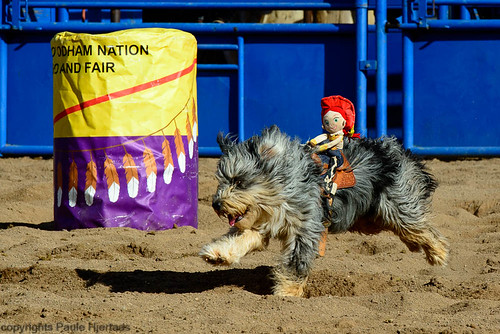 animal arizona sells usa dog mammal puppet rodeo running dogsinaction