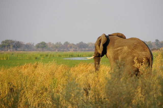 Delta del Okavango: safari a pie y paseos en mokoro, emoción y relax en Botswana - BOTSWANA, ZIMBABWE Y CATARATAS VICTORIA: Tras la Senda de los Elefantes (2)