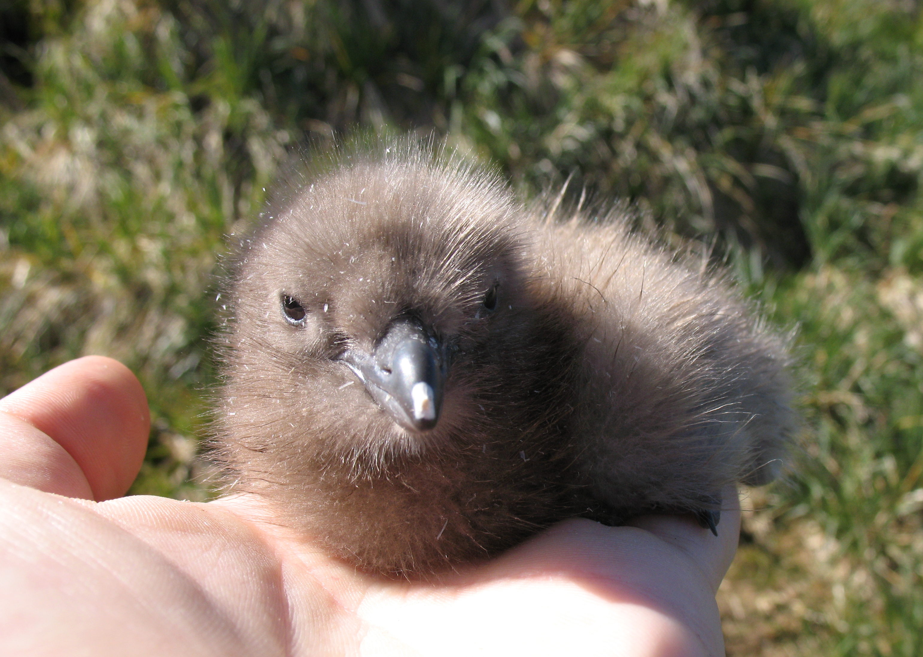  A Skua chick (species unknown) with visible egg tooth. Photo taken on January 8, 2008.