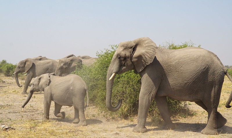 Chobe Riverfront: safari en 4x4 y crucero por el río - BOTSWANA, ZIMBABWE Y CATARATAS VICTORIA: Tras la Senda de los Elefantes (11)