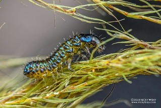 Beetle larva - DSC_7962